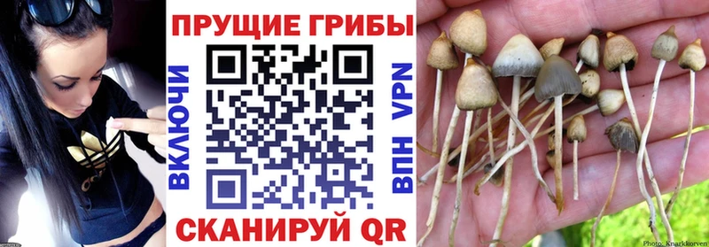 Галлюциногенные грибы MAGIC MUSHROOMS  Астрахань 